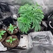 Platinum Lantz Project (plus more)