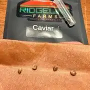 The Black Pearl | Caviar Hunt