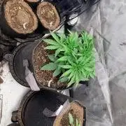 Platinum Lantz Project (plus more)