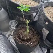 Platinum Lantz Project (plus more)