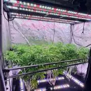 Platinum Lantz Project (plus more)