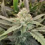Apollo Haze (Mango Smile x Apollo Haze)