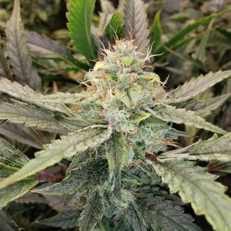 Apollo Haze (Mango Smile x Apollo Haze)