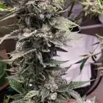 Ki Lime Pie