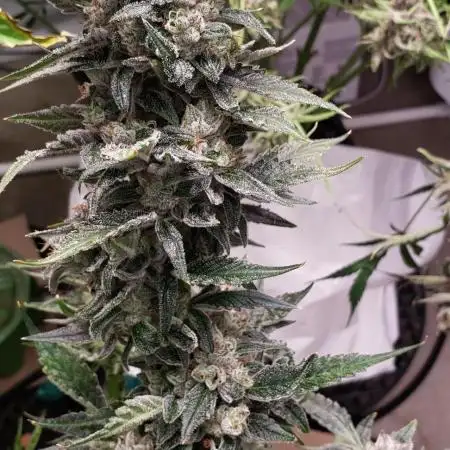 Ki Lime Pie