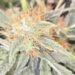 Super Kiwi Haze