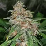 Scoop Dogg (Gelauto #33 x Deez Nuggs)