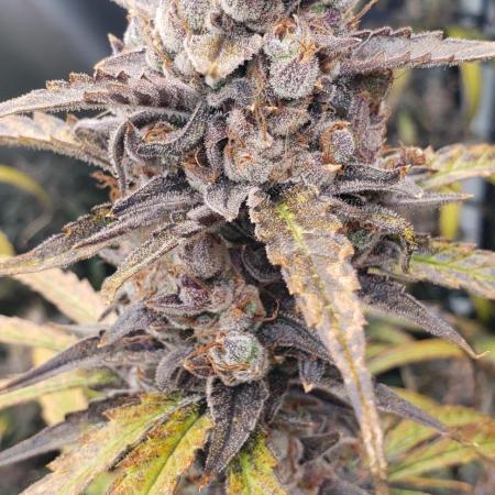 The Razzmatazz (Old School Blues x Beary Berry Punch)