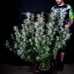 Apollo Haze (Mango Smile x Apollo Haze)