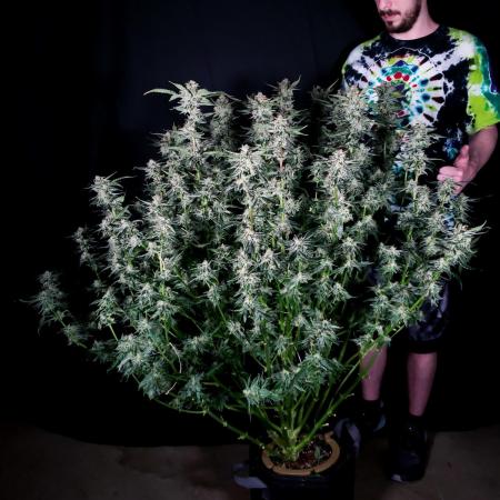 Apollo Haze (Mango Smile x Apollo Haze)