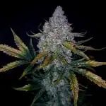 Crumble 'n' Cream