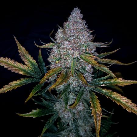 Crumble 'n' Cream