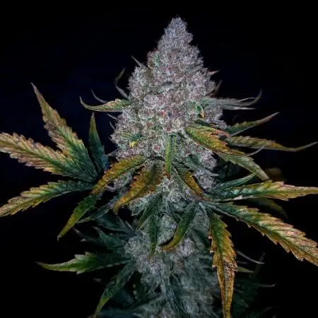 Crumble 'n' Cream