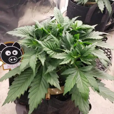Apollo Haze (Mango Smile x Apollo Haze)