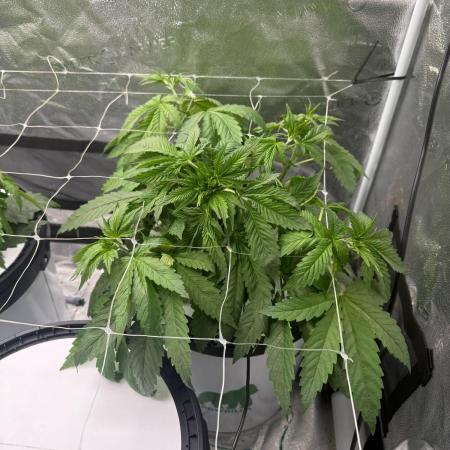 sour strawberry