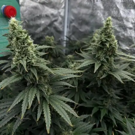 sour strawberry