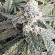 Apple fritter