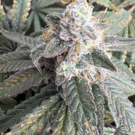 Apple fritter