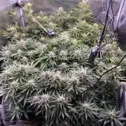 not a Triple Haze Run