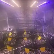 not a Triple Haze Run