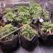 not a Triple Haze Run