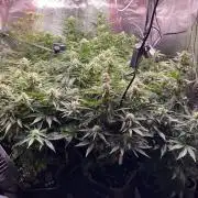 not a Triple Haze Run