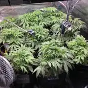 not a Triple Haze Run