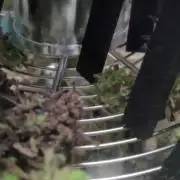 not a Triple Haze Run