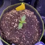 not a Triple Haze Run