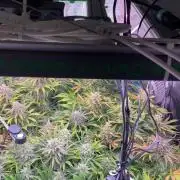 not a Triple Haze Run