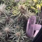 not a Triple Haze Run