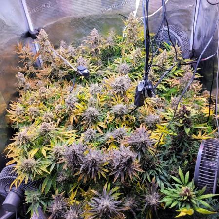 not a Triple Haze Run