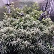 not a Triple Haze Run