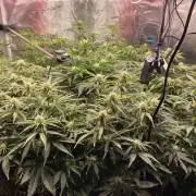 not a Triple Haze Run