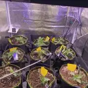 not a Triple Haze Run