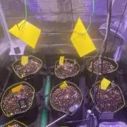 not a Triple Haze Run