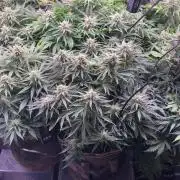 not a Triple Haze Run