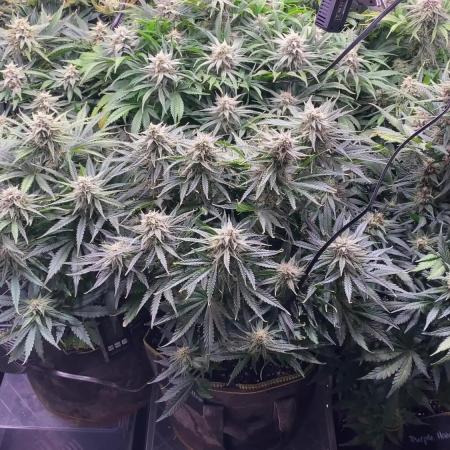 not a Triple Haze Run