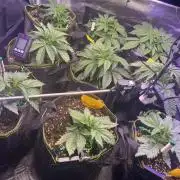 not a Triple Haze Run