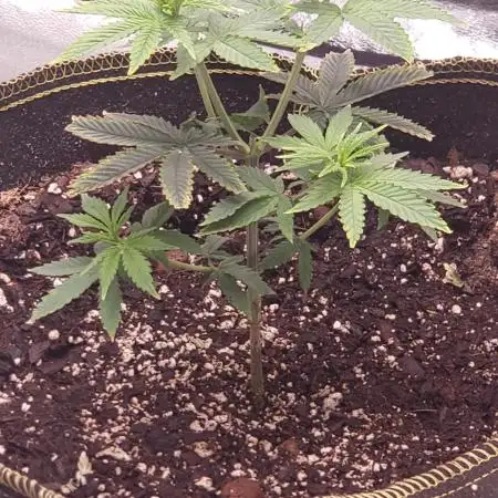 Wedding glue