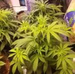 Gold leaf auto