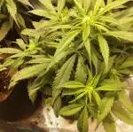 Top Shelf Elite auto Glue Dream