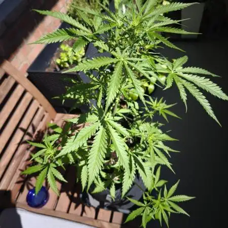 Mexican Airlines Auto on Balcony