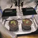 Sensiseeds Jamaican Pearl SCROG Take 2
