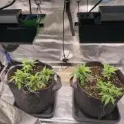 Sensiseeds Jamaican Pearl SCROG Take 2