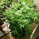 1 lb plant attempt