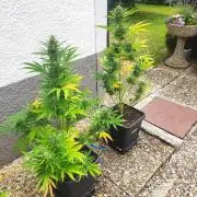 Green Poison XL Auto Süddeutschland