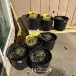 Hawaiian Sun Grown Pakalolo