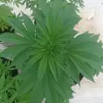 Firts moby dick