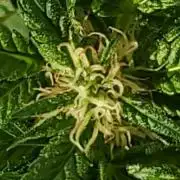 Greencrack434